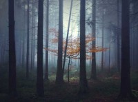 /album/de-verdad-existen-fotografo-encuentra-asombrosos-paisajes-de-cuentos/grimm-8-jpg/